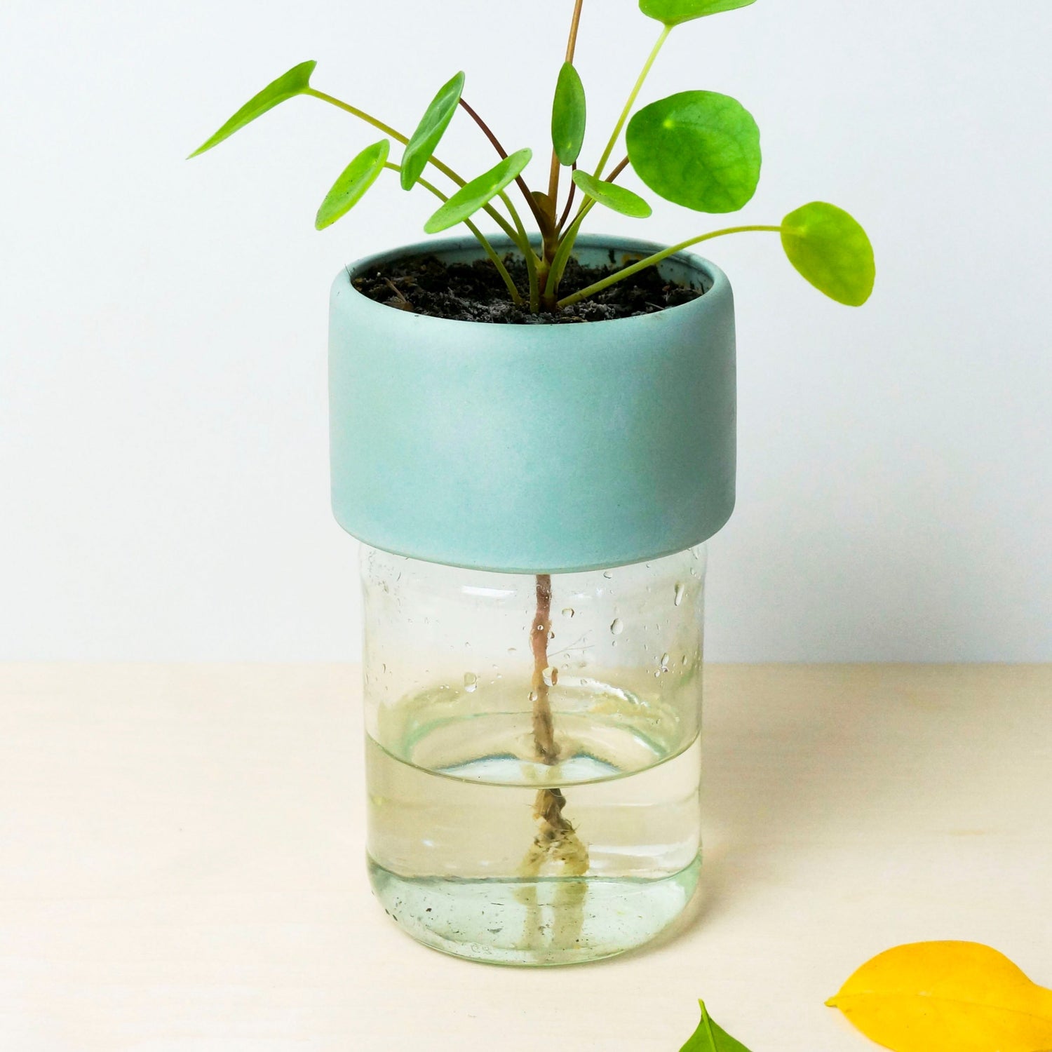 Plant Jar