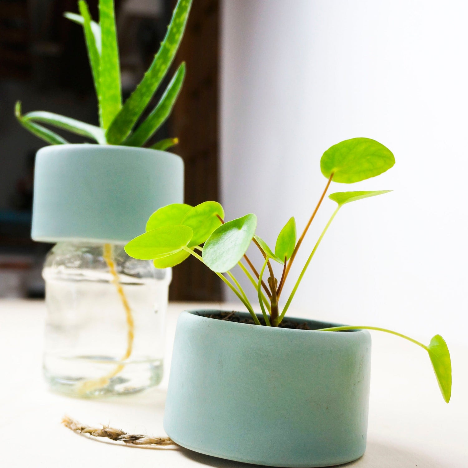 Plant Jar