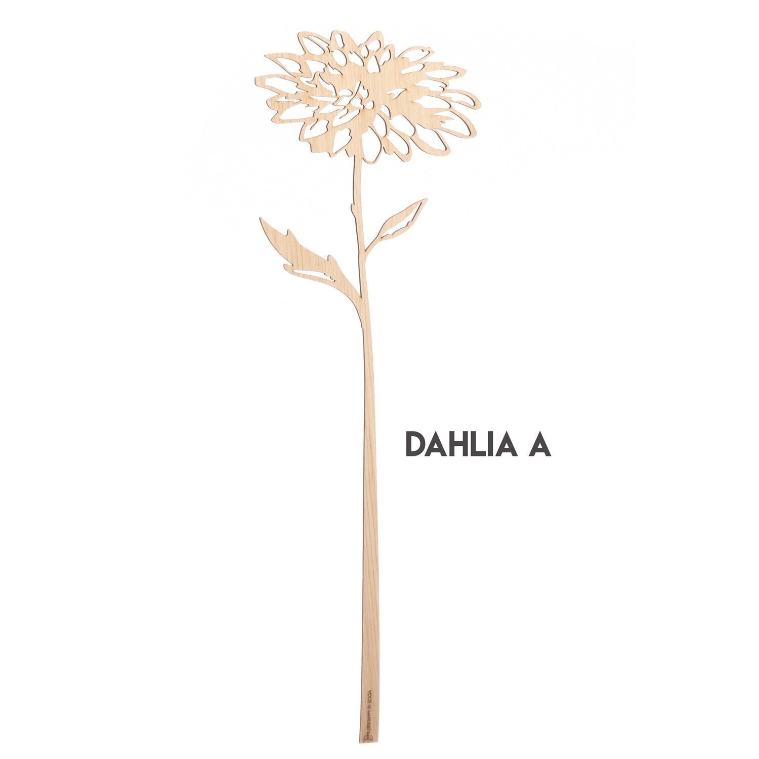 Dahlia Wood