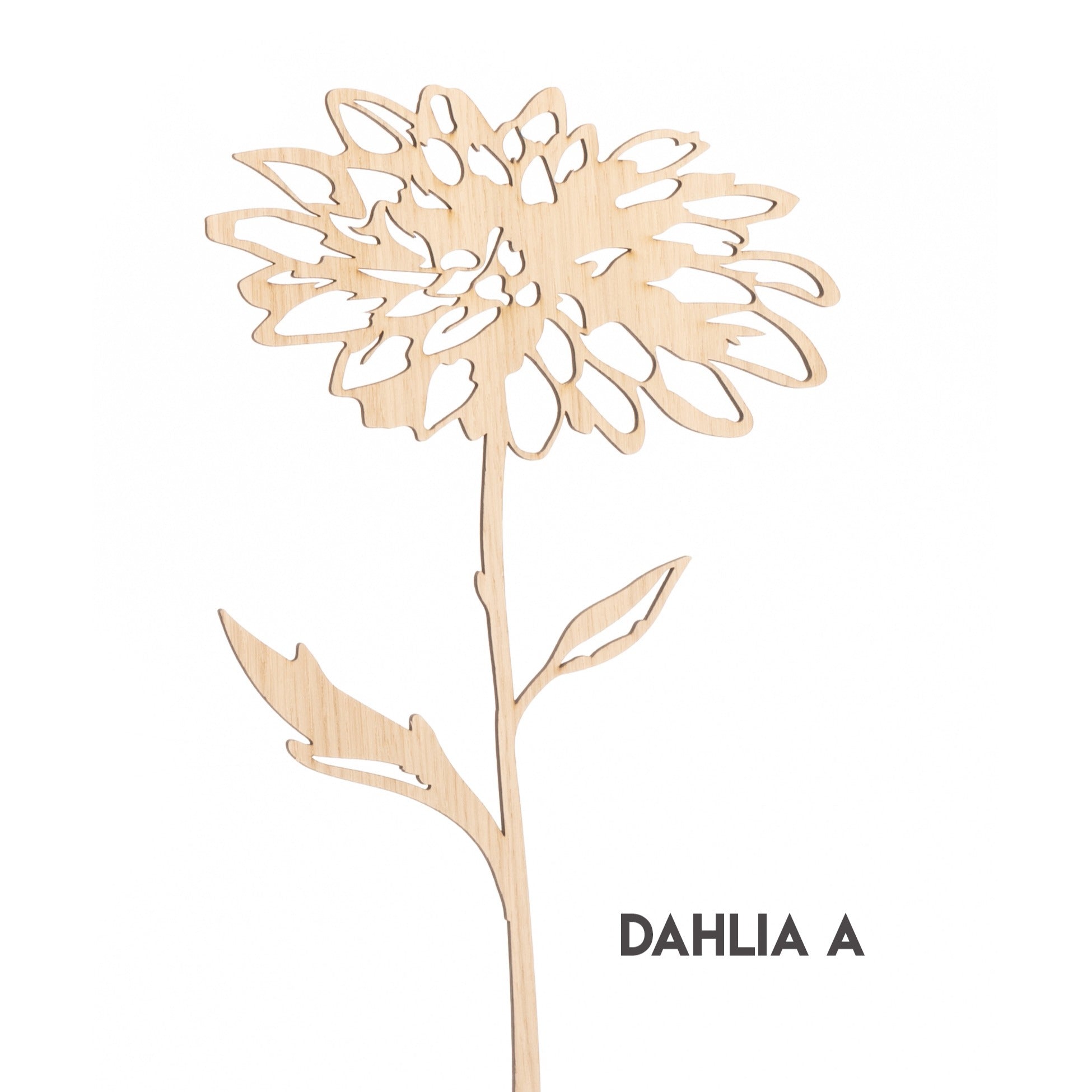 Dahlia Wood
