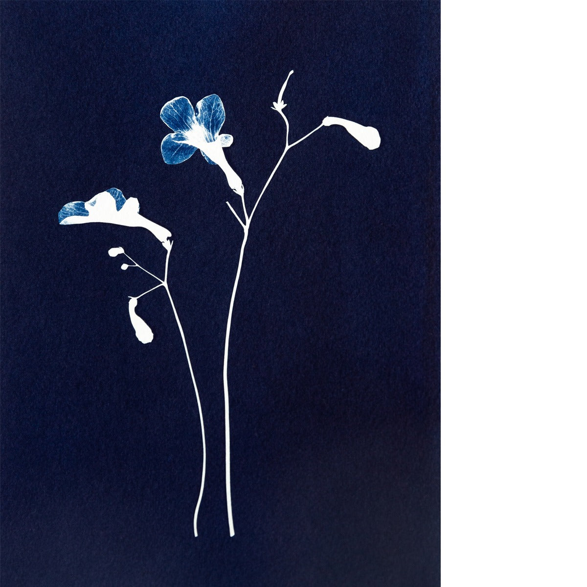 Cyanotype fine art print 15x20 Kaapse Primula